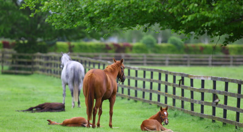 Mares and Foals